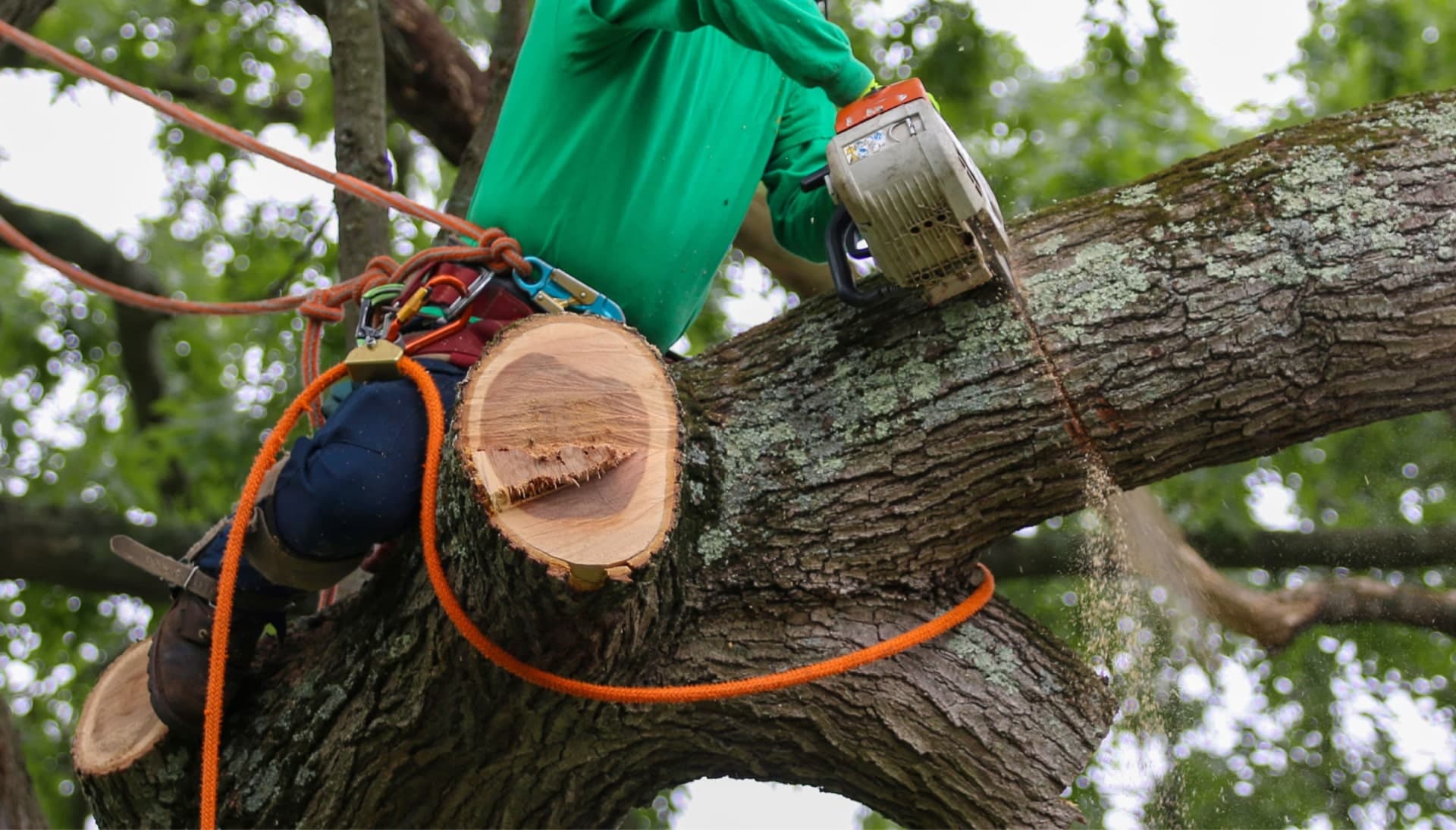 Relax with Kernersville best tree removal.
