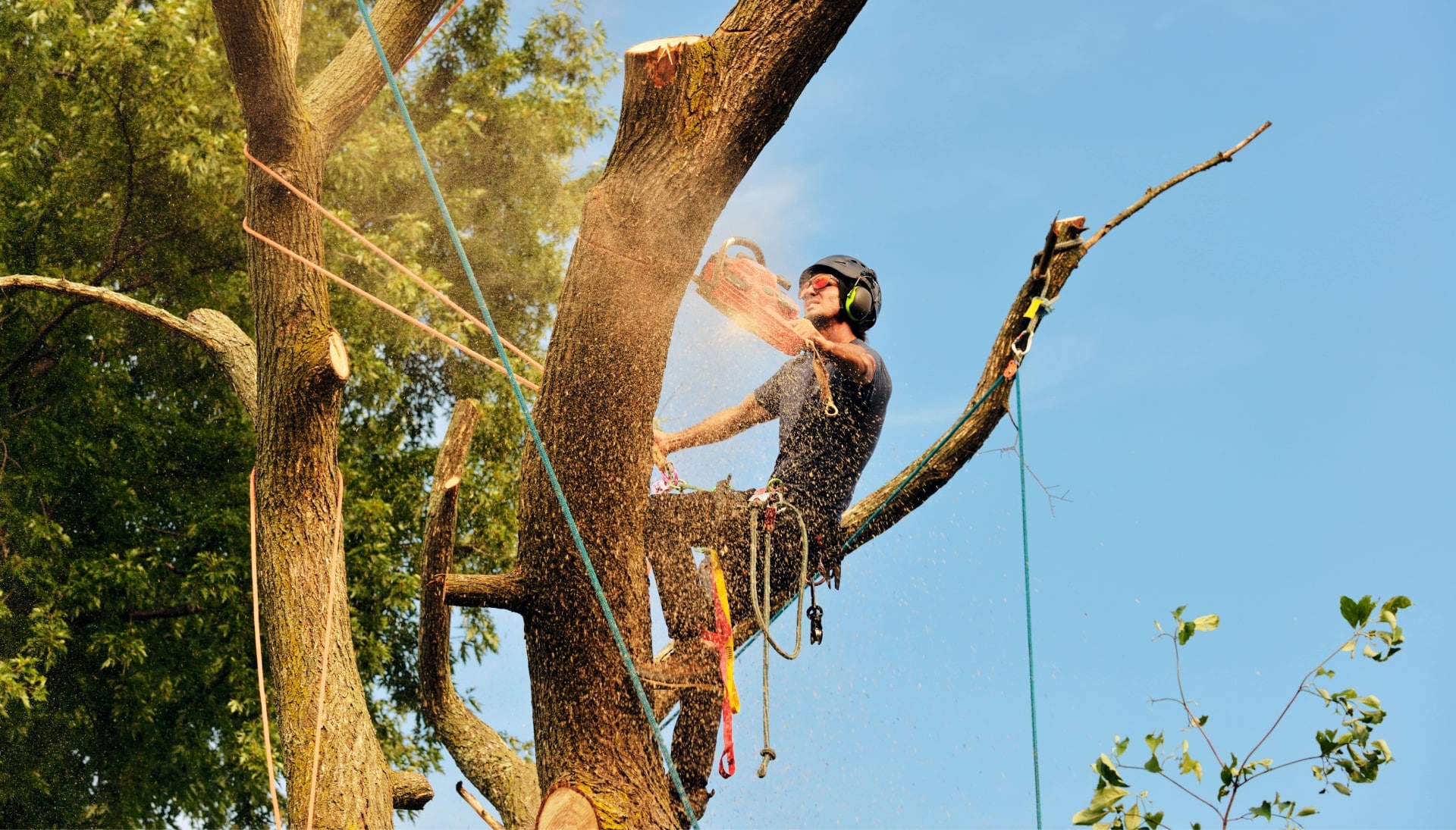 Kernersville tree removal experts solve tree issues.