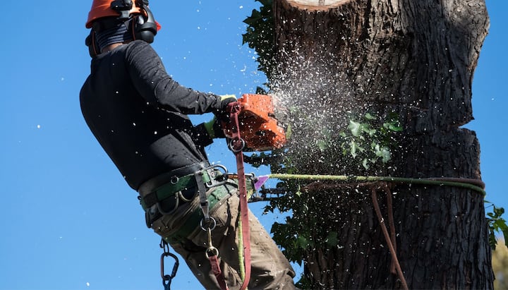 Professional Tree removal solutions in Kernersville